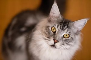 150 Big Cat Names for Your Oversized Feline Companion