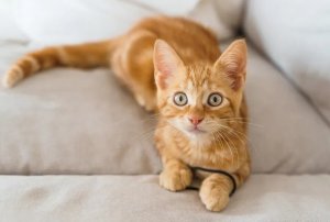 Naming Your New Ginger Cat: 325 Ideas by Personality and Pop Culture