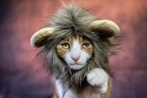 From Simba to Shera: A Curated List of Lion Names for Your Feline