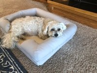 Choosing an Orthopedic Dog Bed: What to Look for in 2026