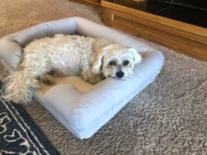 Choosing an Orthopedic Dog Bed: What to Look for in 2026