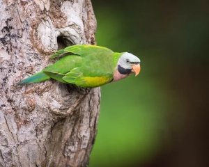 Moustached Parakeet: A Comprehensive Guide to Care and Ownership