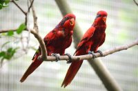 Red Lory Care: What to Know Before Bringing Home This Vibrant Parrot
