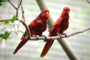 Red Lory Care: What to Know Before Bringing Home This Vibrant Parrot