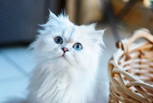 120 Persian Cat Names: From Royal Heritage to Modern Trends