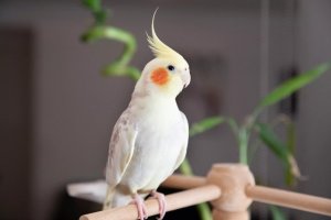 Small Birds for Beginners: 8 Species That Fit Apartment Life