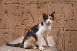 From Bastet to Ramses: 46 Egyptian Cat Names Rooted in History
